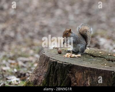 Ein graues Eichhörnchen mit einem dicken Schwanz frisst eine Erdnuss, die sie zwischen den Vorderbeinen hält, die auf dem Stamm eines Baumes ruhen Stockfoto