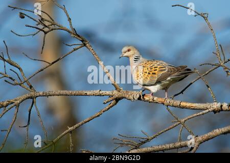 Europäische Schildkrötentaube - Streptopelia turtur auf dem Ast sitzend, schöne Farben, Mitglied der Vogelfamilie Columbidae, die Tauben und Tauben. Stockfoto