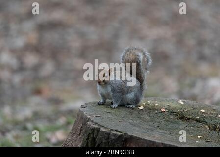 Mollig graues Eichhörnchen auf zwei Beinen im Wald, amerikanische Nagetier Stockfoto