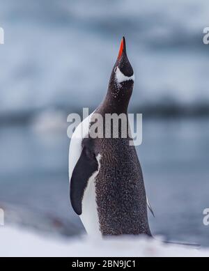 Gentoo-Pinguin, der sich in der Antarktis erstreckt Stockfoto