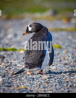 Gentoo-Pinguin dreht sich um den Kopf Stockfoto