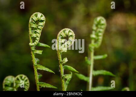 Nahaufnahme von sich entrollenden Farnen (Polypodiopsida oder Polypodiophyta), die im Frühjahr in Surrey, Südostengland, in einem Garten wachsen Stockfoto