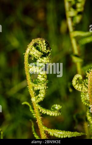 Nahaufnahme von sich entrollenden Farnen (Polypodiopsida oder Polypodiophyta), die im Frühjahr in Surrey, Südostengland, in einem Garten wachsen Stockfoto