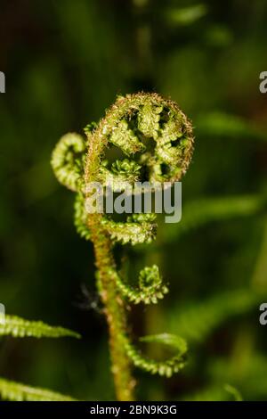 Nahaufnahme von sich entrollenden Farnen (Polypodiopsida oder Polypodiophyta), die im Frühjahr in Surrey, Südostengland, in einem Garten wachsen Stockfoto