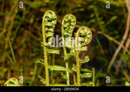 Nahaufnahme von sich entrollenden Farnen (Polypodiopsida oder Polypodiophyta), die im Frühjahr in Surrey, Südostengland, in einem Garten wachsen Stockfoto