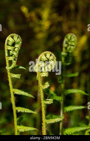 Nahaufnahme von sich entrollenden Farnen (Polypodiopsida oder Polypodiophyta), die im Frühjahr in Surrey, Südostengland, in einem Garten wachsen Stockfoto