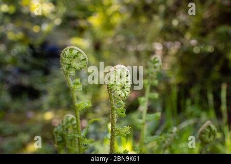 Nahaufnahme von sich entrollenden Farnen (Polypodiopsida oder Polypodiophyta), die im Frühjahr in Surrey, Südostengland, in einem Garten wachsen Stockfoto