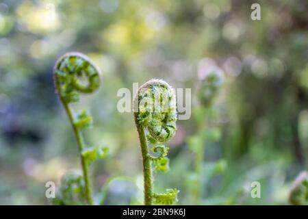 Nahaufnahme von sich entrollenden Farnen (Polypodiopsida oder Polypodiophyta), die im Frühjahr in Surrey, Südostengland, in einem Garten wachsen Stockfoto