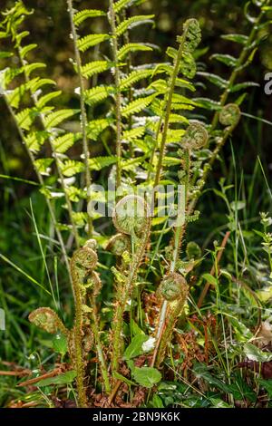 Nahaufnahme von sich entrollenden Farnen (Polypodiopsida oder Polypodiophyta), die im Frühjahr in Surrey, Südostengland, in einem Garten wachsen Stockfoto