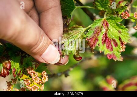 Gallische Blattläuse auf den Blättern der Johannisbeere. Kontrolle von Garten- und Gemüsegarten Schädlinge. Johannisbeerblätter, die von der Pest betroffen sind. Stockfoto