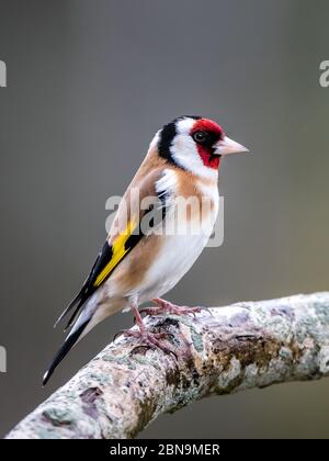 Der schöne und farbenfrohe Europäische Goldfink (Carduelis carduelis), der auf einem Eichenzweig mit einem schönen unfokussierten Hintergrund, Uppland, Schweden, steht Stockfoto