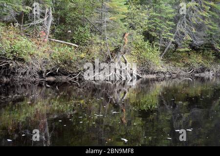 Unberührten alten Wachstum borealen Nadelwald am Ufer des Big Bluff Creek in der Nähe der Stadt Urlauber in Nord-Ontario, Kanada. Stockfoto