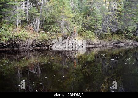 Unberührten alten Wachstum borealen Nadelwald am Ufer des Big Bluff Creek in der Nähe der Stadt Urlauber in Nord-Ontario, Kanada. Stockfoto