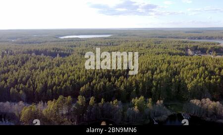 Luftaufnahme des Sees Borissowskoje, des Waldes und der Siedlung im Herbsttag, Borissowo, Leningrader Oblast, Russland Stockfoto