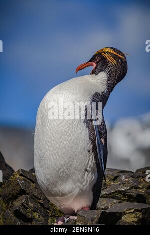 Profilaufnahme des farbenfrohen Königspinguins mit verschwommenem Hintergrund Stockfoto