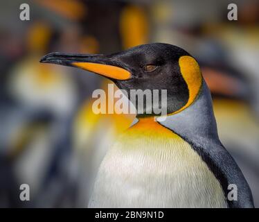 Profilaufnahme des farbenfrohen Königspinguins mit verschwommenem Hintergrund Stockfoto