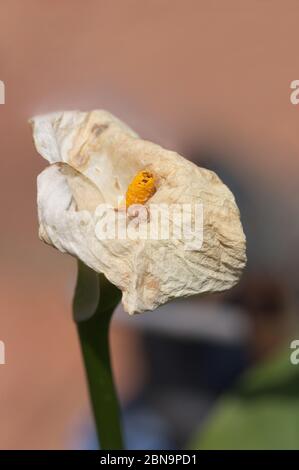 Verwelkte Zustand einer weißen Calla Lilie Blume, Zantedeschia aethiopica mit Text und verschwommenem Hintergrund Stockfoto
