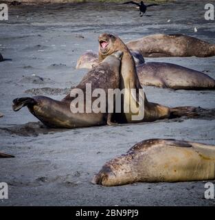 Zwei junge männliche Elefantenrobben spielen am Strand in Südgeorgien eine Schlacht Stockfoto