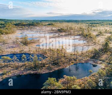 Luftaufnahme von Viru Raba oder Moorsumpf bei Lahemaa national park im Herbst Stockfoto