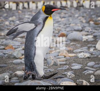 Wandern King Pinguine in St. Andrews Bay, South Georgia Stockfoto