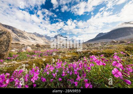 Lila alpine Blumen und dramatische Berglandschaft, Akshayak Pass. Stockfoto