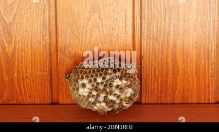 Wespennest mit Wespen, die darauf sitzen. Makro. Statische Aufnahme. Natur. Arbeit. Stockfoto