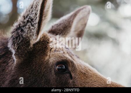 Seitenprofil einer erwachsenen Elchkuh mit Pelz Flauschige Ohren Stockfoto