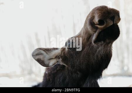 Aus nächster Nähe schaut Elchweibchen auf und riecht die Luft Mit ihrer langen Nase Stockfoto