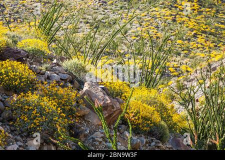 Die Wüstenblüte 2017 im Anza Borrego Desert State Park, Kalifornien, USA. In der Nähe des Tamarisk Grove Campground auf der Yaqui Pass Road und der State Route 78. Stockfoto