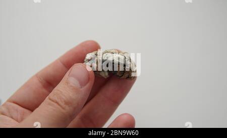 Stämme von Psilocybin Pilzen Stockfoto