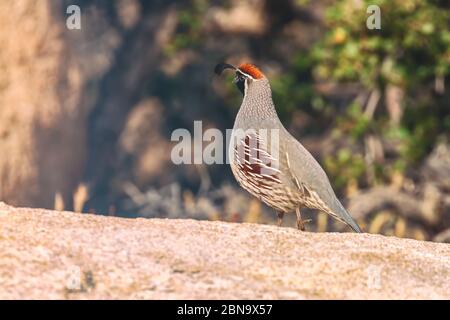 Die Wachtel des männlichen Gambel (Callipepla gambelii) liegt auf einem Felsen im Joshua Tree-Nationalpark, Kalifornien, USA. Stockfoto