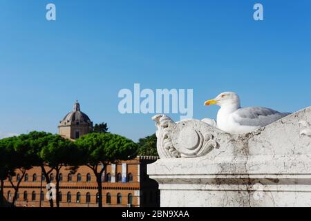 Möwe Ruhen und genießen Sie den Blick von der verzierten Terrasse Geländer des Victor Emmanuel II National Monument in Rom, Italien Stockfoto