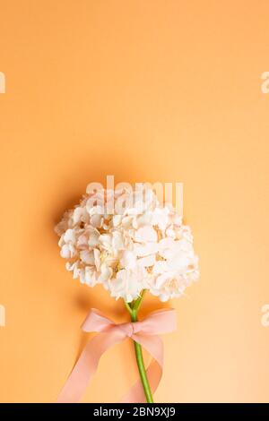 Frische rosa Hortensienblüte auf orangefarbenem Hintergrund. Blumenmuster, Draufsicht, Kopierraum Stockfoto