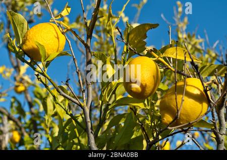 Orangen auf Bäumen für die Ernte in Algarve, Portugal Stockfoto