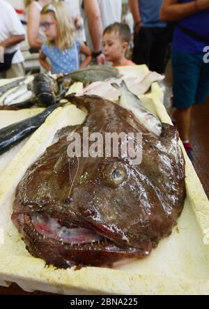 Angler (Lophius piscatorius) auf dem Zadar Markt in Kroatien zu verkaufen. Stockfoto