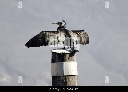 Graustufen Nahaufnahme eines Kormoran-Vogels, der auf einem sitzt Holzsäule Stockfoto