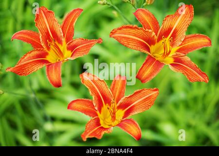 Orange Tag Lilie Blume auf grünem Gras verschwommen Bokeh Hintergrund Nahaufnahme, rote und gelbe Blütenblätter lilly, drei helle schöne hippeastrum Makro Stockfoto