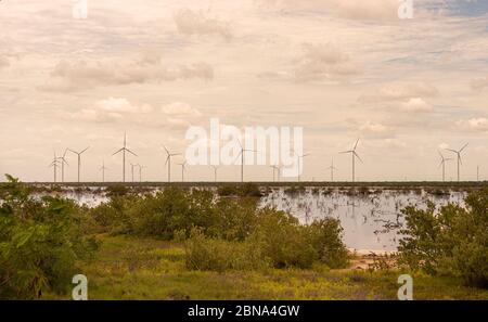 Windpark in Dziilam de Bravo, Yucatan. Stockfoto