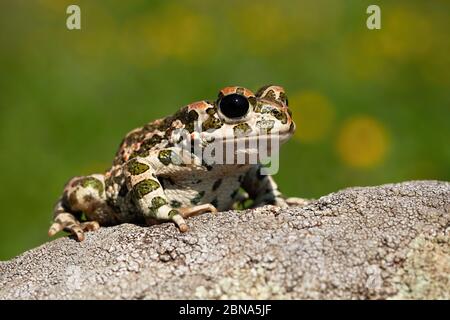 Neugierig europäischen grünen Kröte mit großen schwarzen Augen im Sommer suchen Stockfoto