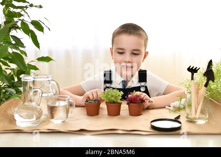 Das Kind wächst und pflegt Mikrogrüns. Der Junge sieht den Kohl mit Freude und einem Lächeln auf die aufsteigenden Sprossen. Stockfoto