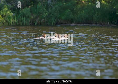 Merganser auf Patrol in Bell Lake im Quetico Provincial Park in Ontario Stockfoto