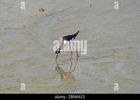 Schwarzhalsige Neigung füttert in einem Marschland im Port Aransas Birding Center in Texas Stockfoto