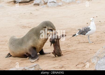 Cape fur Seal versucht aufzuwachen, es ist tot Baby als Kelp Möwe Uhren auf für eine Gelegenheit, es zu nehmen Stockfoto