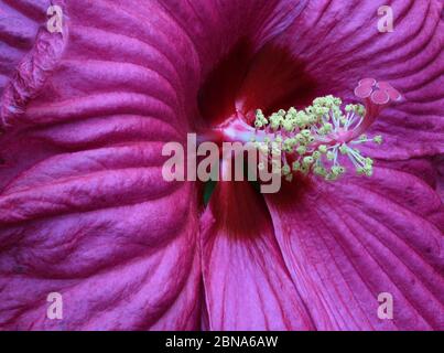 Einzelner rosa Hibiskus in einem New Mexico Garten. Stockfoto