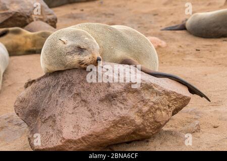 Kap Pelzrobbe schläft auf einem Felsen Stockfoto