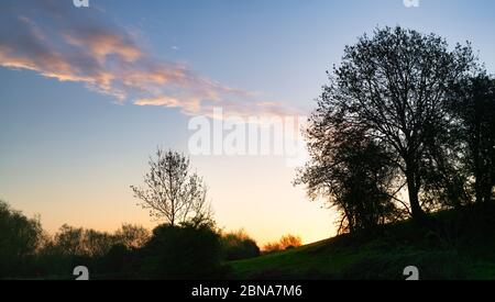 Baum und Hecken Silhouette bei Sonnenaufgang in der Oxfordshire Landschaft. GROSSBRITANNIEN Stockfoto