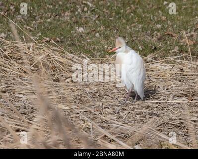 Rinderreiher 19. April 2020 in der Nähe von Lake Madison, South Dakota Stockfoto