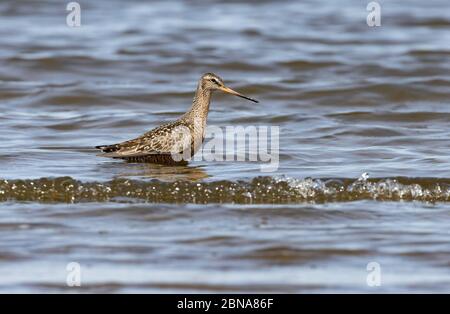 Hudsonian Godwit 23. April 2020 Lake Thompson, South Dakota Stockfoto