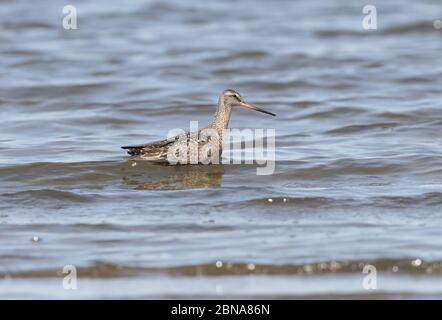 Hudsonian Godwit 23. April 2020 Lake Thompson, South Dakota Stockfoto