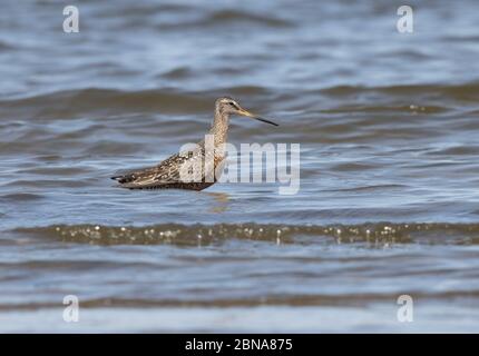 Hudsonian Godwit 23. April 2020 Lake Thompson, South Dakota Stockfoto